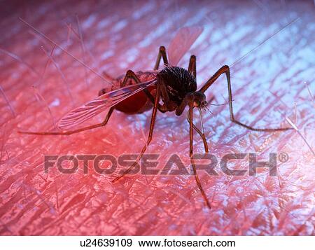 Illustration of a mosquito on human skin View Large Photo Image Stock Photo - Illustration of a mosquito on human skin. Fotosearch