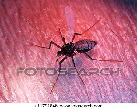 Illustration of a mosquito on human skin View Large Photo Image Stock Photograph - Illustration of a mosquito on human skin. Fotosearch
