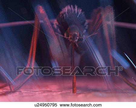 Stock Photography - Illustration of a mosquito on human skin. Fotosearch
