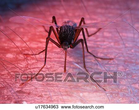 Stock Image - Illustration of a mosquito on skin. Fotosearch