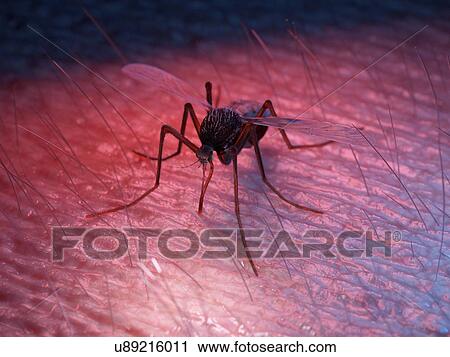 Illustration of a mosquito on skin View Large Photo Image Stock Image - Illustration of a mosquito on skin. Fotosearch