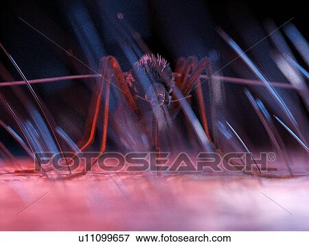 Stock Photo - Illustration of a mosquito on skin. Fotosearch