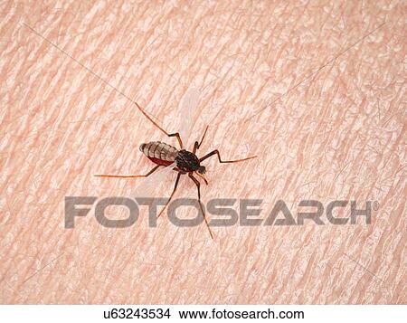 Picture - Illustration of a mosquito sucking blood. Fotosearch