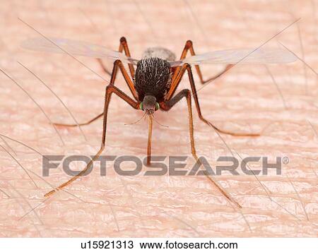 Stock Image - Illustration of a mosquito sucking blood. Fotosearch