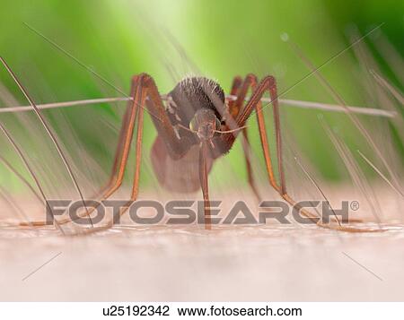 Stock Image - Illustration of a mosquito sucking blood. Fotosearch