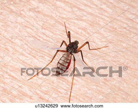 Illustration of a mosquito sucking blood View Large Photo Image Stock Photo - Illustration of a mosquito sucking blood. Fotosearch