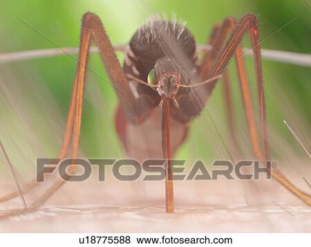 Stock Photo - Illustration of a mosquito sucking blood. Fotosearch