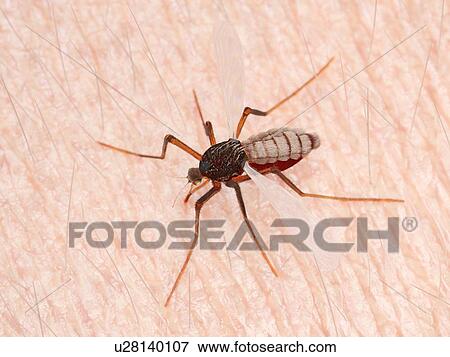 Illustration of a mosquito sucking blood View Large Photo Image Stock Photo - Illustration of a mosquito sucking blood. Fotosearch