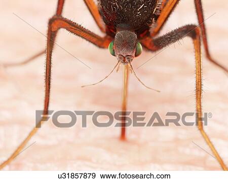 Stock Photo - Illustration of a mosquito sucking blood. Fotosearch