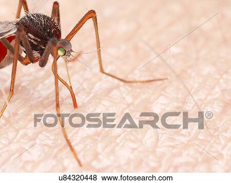 Stock Photo - Illustration of a mosquito sucking blood. Fotosearch