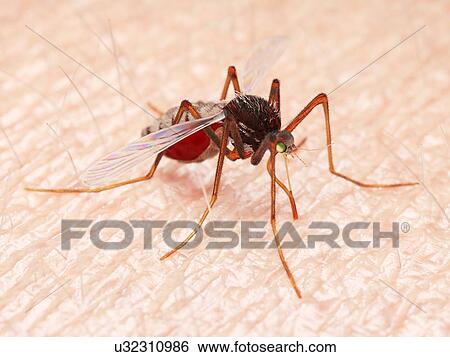 Illustration of a mosquito sucking blood View Large Photo Image Stock Photograph - Illustration of a mosquito sucking blood. Fotosearch