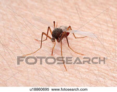Stock Photography - Illustration of a mosquito sucking blood. Fotosearch