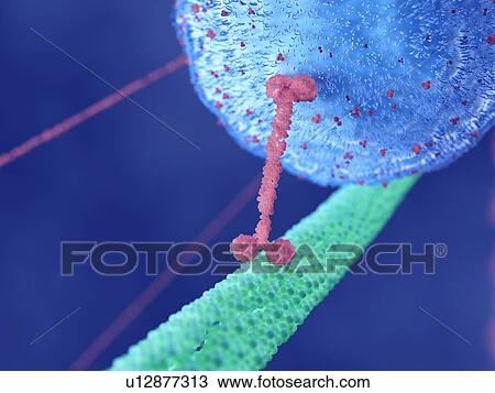 Illustration of a motor protein View Large Photo Image Stock Image - Illustration of a motor protein. Fotosearch