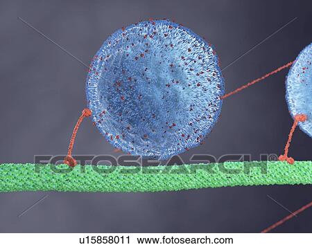 Stock Image - Illustration of a motor protein. Fotosearch