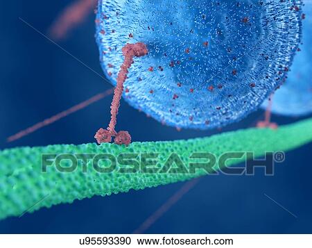 Illustration of a motor protein View Large Photo Image Stock Image - Illustration of a motor protein. Fotosearch