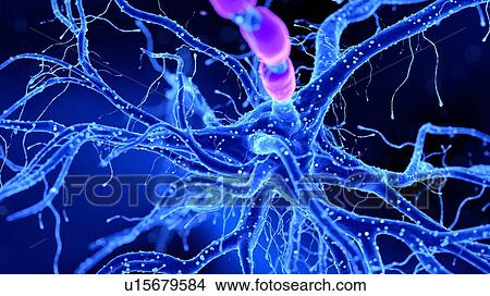 Picture - Illustration of a nerve cell. Fotosearch