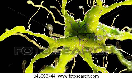Picture - Illustration of a nerve cell. Fotosearch