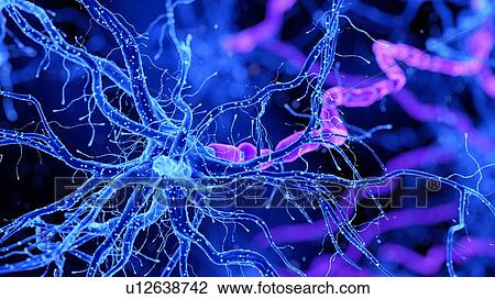Illustration of a nerve cell View Large Photo Image Stock Image - Illustration of a nerve cell. Fotosearch
