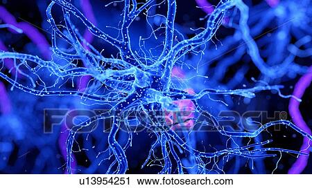 Illustration of a nerve cell View Large Photo Image Stock Image - Illustration of a nerve cell. Fotosearch