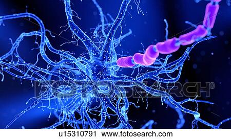 Illustration of a nerve cell View Large Photo Image Stock Image - Illustration of a nerve cell. Fotosearch