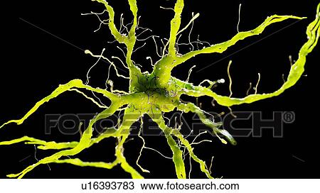 Stock Image - Illustration of a nerve cell. Fotosearch