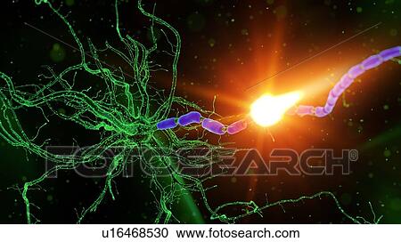 Illustration of a nerve cell View Large Photo Image Stock Image - Illustration of a nerve cell. Fotosearch