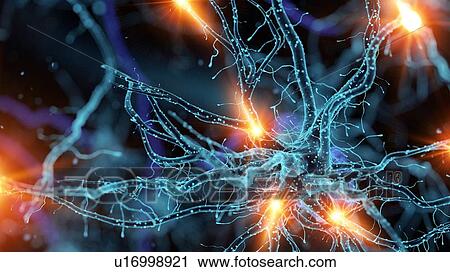 Illustration of a nerve cell View Large Photo Image Stock Image - Illustration of a nerve cell. Fotosearch