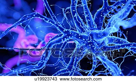 Illustration of a nerve cell View Large Photo Image Stock Image - Illustration of a nerve cell. Fotosearch