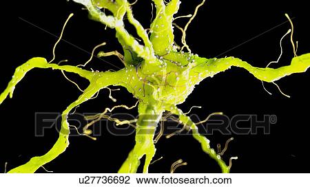 Stock Image - Illustration of a nerve cell. Fotosearch