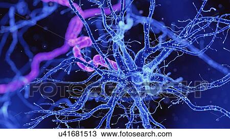 Stock Image - Illustration of a nerve cell. Fotosearch