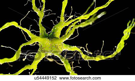 Stock Image - Illustration of a nerve cell. Fotosearch