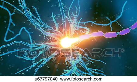 Stock Image - Illustration of a nerve cell. Fotosearch