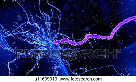 Stock Photo - Illustration of a nerve cell. Fotosearch