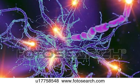 Stock Photo - Illustration of a nerve cell. Fotosearch
