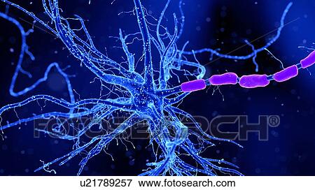 Illustration of a nerve cell View Large Photo Image Stock Photo - Illustration of a nerve cell. Fotosearch
