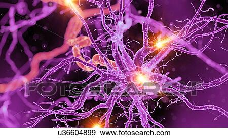 Illustration of a nerve cell View Large Photo Image Stock Photo - Illustration of a nerve cell. Fotosearch