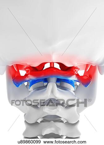 Illustration of a painful atlas bone View Large Photo Image Stock Photo - Illustration of a painful atlas bone. Fotosearch