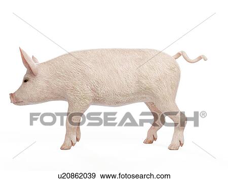 Stock Photo - Illustration of a pig. Fotosearch