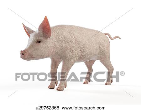 Illustration of a pig View Large Photo Image Stock Photo - Illustration of a pig. Fotosearch