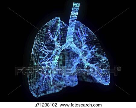 Illustration of a plexus lung View Large Photo Image Stock Image - Illustration of a plexus lung. Fotosearch