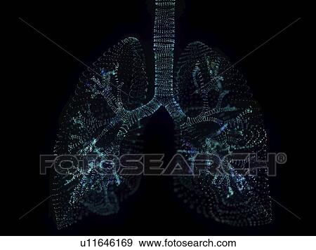 Stock Photo - Illustration of a plexus lung. Fotosearch