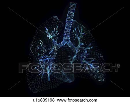 Stock Photo - Illustration of a plexus lung. Fotosearch