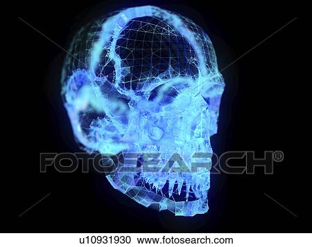 Stock Image - Illustration of a plexus skull. Fotosearch