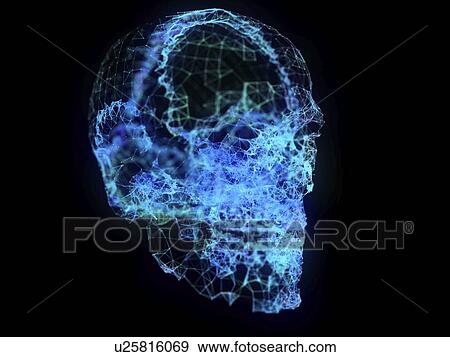 Illustration of a plexus skull View Large Photo Image Stock Photo - Illustration of a plexus skull. Fotosearch