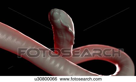 Illustration of a round worm View Large Photo Image Stock Photograph - Illustration of a round worm. Fotosearch