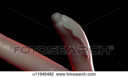 Stock Image - Illustration of a roundworm. Fotosearch