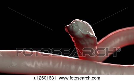 Stock Image - Illustration of a roundworm. Fotosearch