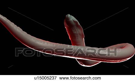 Stock Photo - Illustration of a roundworm. Fotosearch