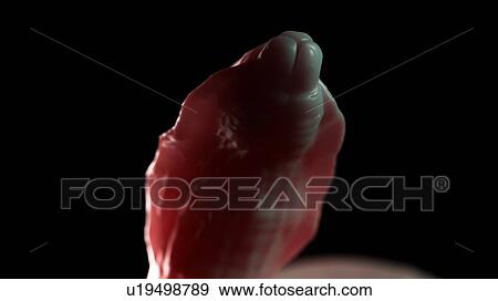Stock Photo - Illustration of a roundworm. Fotosearch