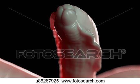 Stock Photography - Illustration of a roundworm. Fotosearch